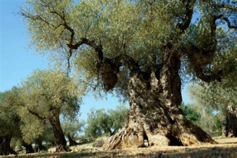 dünyanın en eski ağacı
